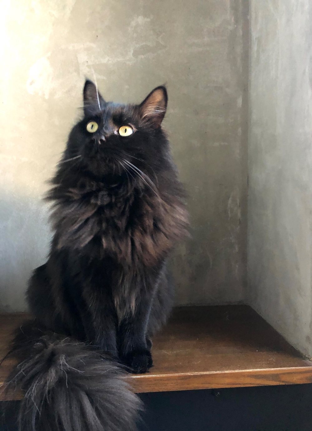 airiが最初に飼った猫、ジル